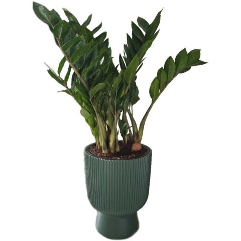 DONICZKA DO KWIATÓW MILLY NA NODZE ŚR 24CM ZIELONA PINA Prosperplast