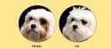 Nature's Protection Superior Care White Dogs Adult Small Breed With Lamb 1,5kg Nature's Protection