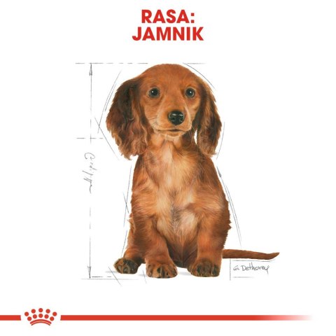 ROYAL CANIN Dachshund Puppy 1,5kg Royal Canin